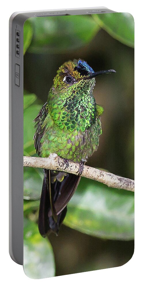 2015 Portable Battery Charger featuring the photograph Violet-fronted Brilliiant by Jean-Luc Baron