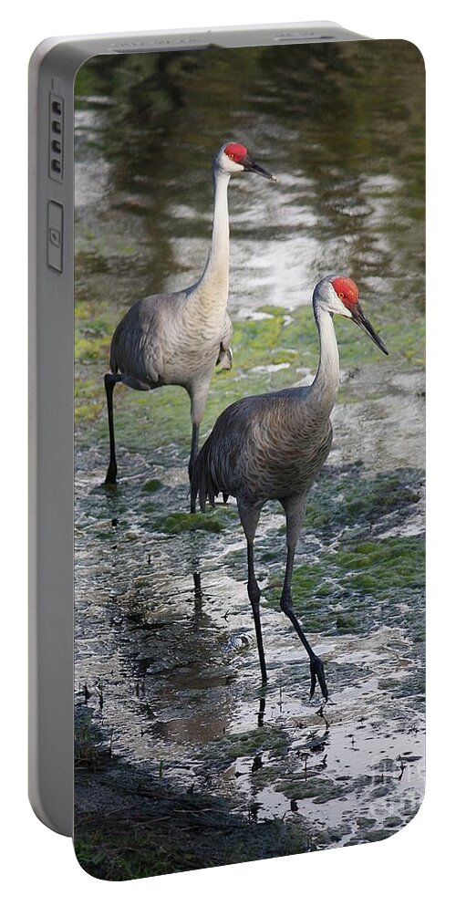 Sandhill Cranes Portable Battery Charger featuring the photograph Wading Sandhills by Carol Groenen