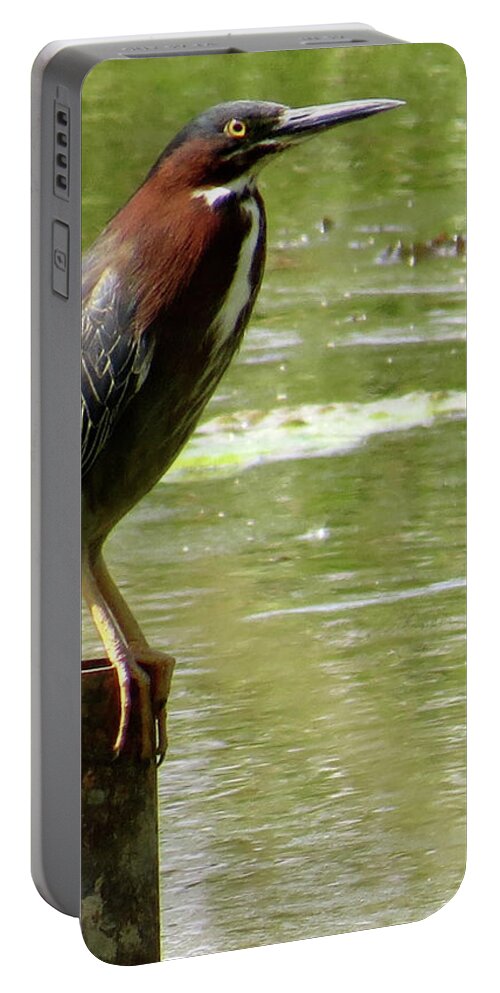 Green Heron Portable Battery Charger featuring the photograph Waiting by Azthet Photography