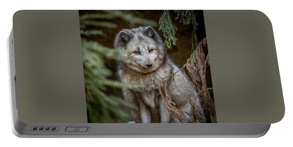 Nc Zoo Portable Battery Charger featuring the photograph Waiting for Red by Wade Brooks