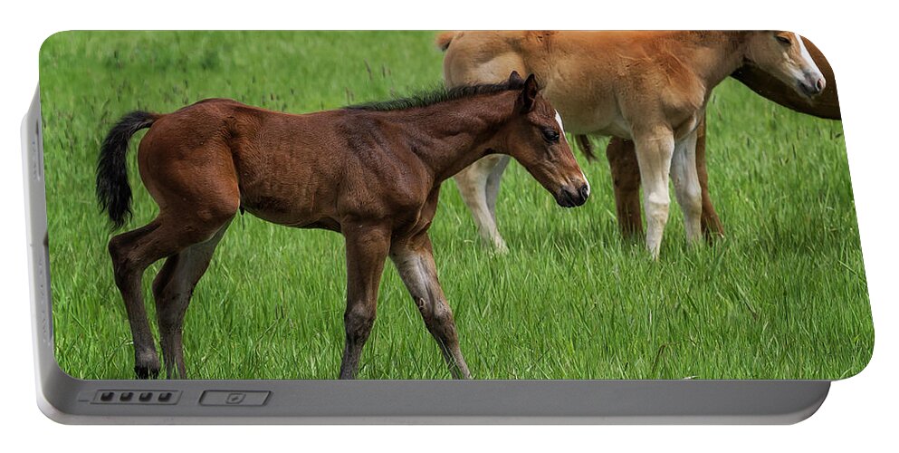 Horses Portable Battery Charger featuring the photograph Waiting on a Friend, No. 2 by Belinda Greb