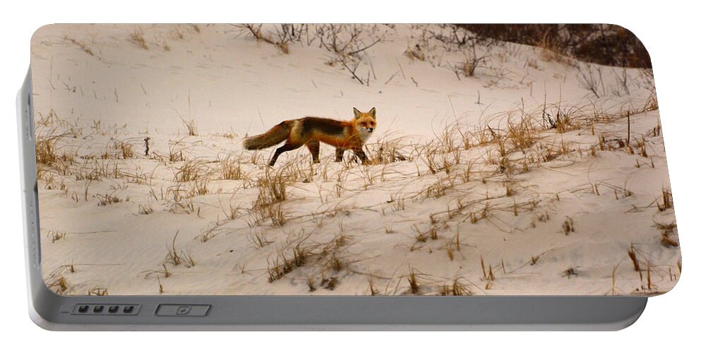 Walking Red Fox Portable Battery Charger featuring the photograph Walking Fox by Raymond Salani III