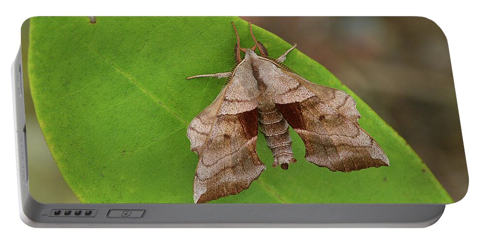 Insect Portable Battery Charger featuring the photograph Walnut Sphinx Moth by Alan Lenk