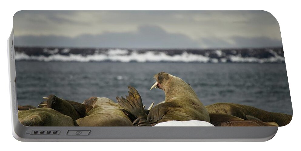 Arctic Portable Battery Charger featuring the photograph Walruses with giant tusks at Arctic haul-out by Ndp 