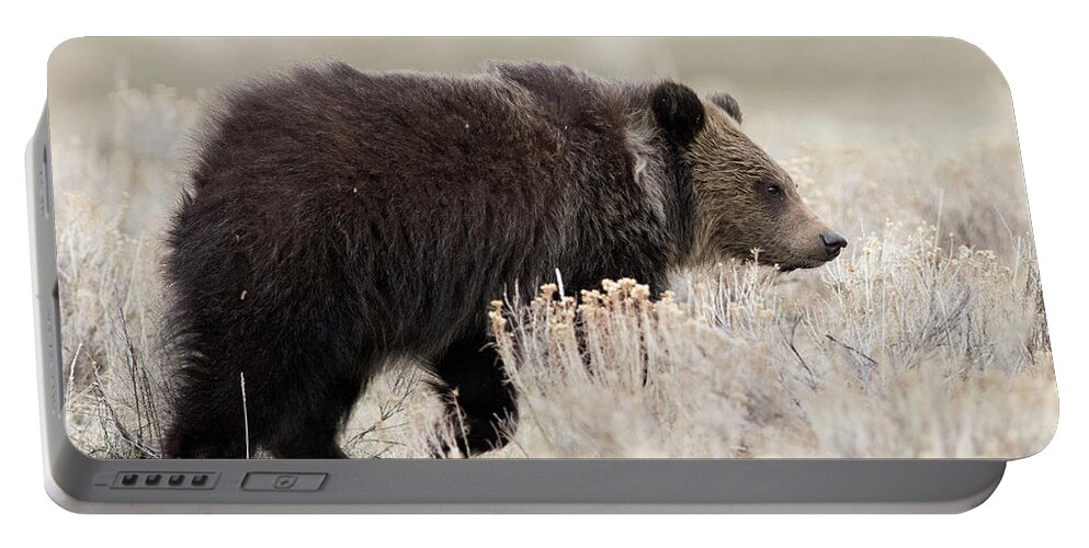 Grizzly Cub Portable Battery Charger featuring the photograph Wandering by Deby Dixon