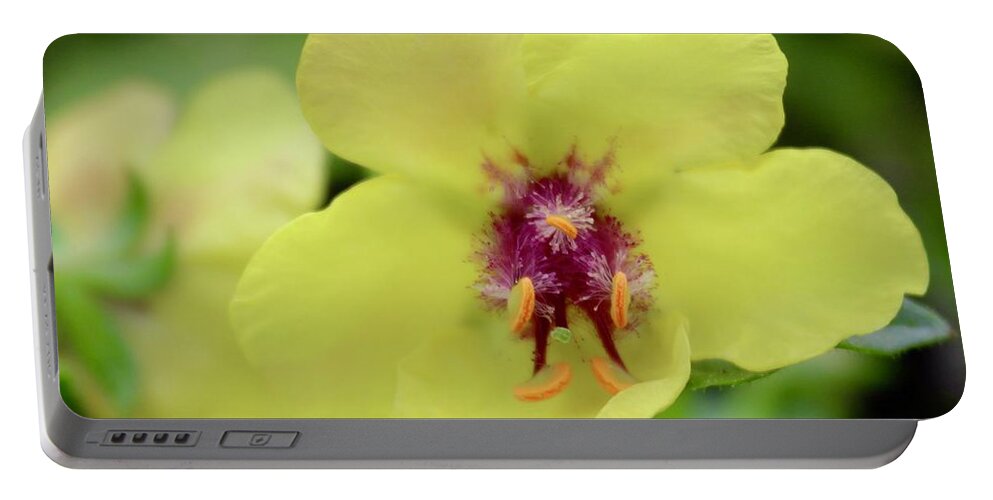 Photograph Portable Battery Charger featuring the photograph Ward Mullien Wild Flower in Bloom by M E