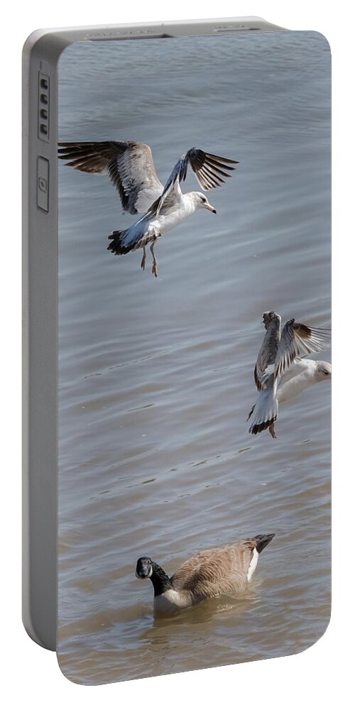 Gull Portable Battery Charger featuring the photograph Watch Out Below by Holden The Moment