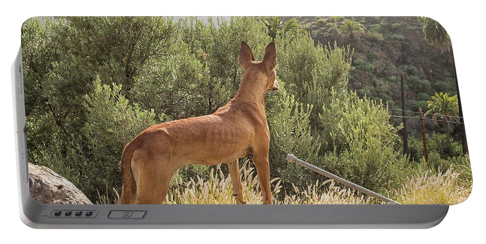 Action Portable Battery Charger featuring the photograph Watchful dog by Patricia Hofmeester