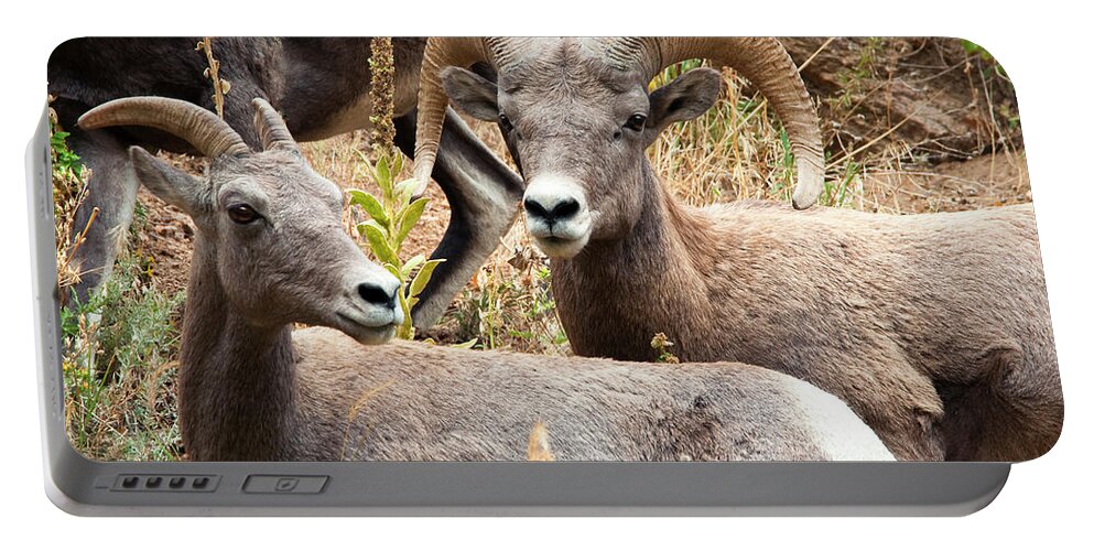 Pair Of Rocky Mountain Big Horn Sheep. Portable Battery Charger featuring the photograph Watchful by Bon and Jim Fillpot