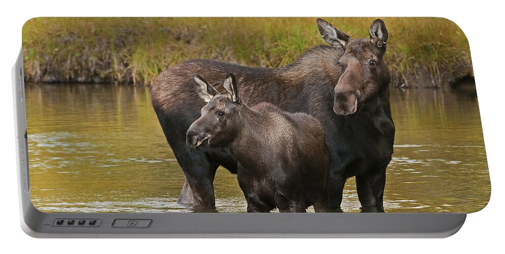 Grand Teton National Park Portable Battery Charger featuring the photograph Watchful Moose by Gary Lengyel