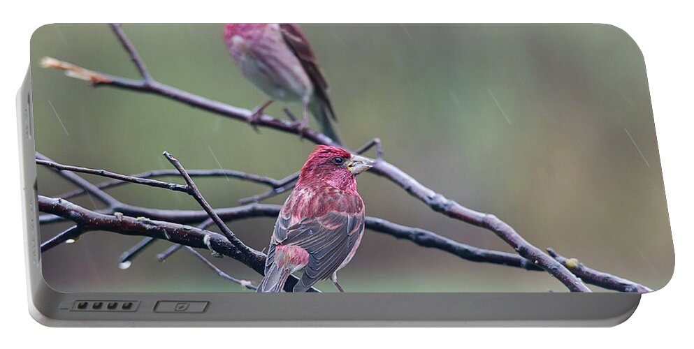 Nature Portable Battery Charger featuring the photograph Watching Over You by Sue Capuano