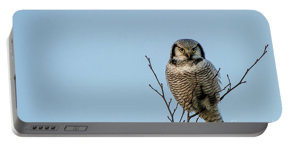 Watching Owl Eyes Portable Battery Charger featuring the photograph Watching Owl Eyes by Torbjorn Swenelius