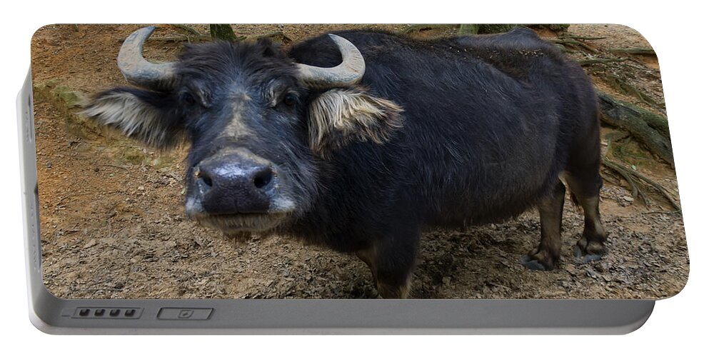 Water Buffalo Portable Battery Charger featuring the photograph Water Buffalo On Dry Land by Flees Photos