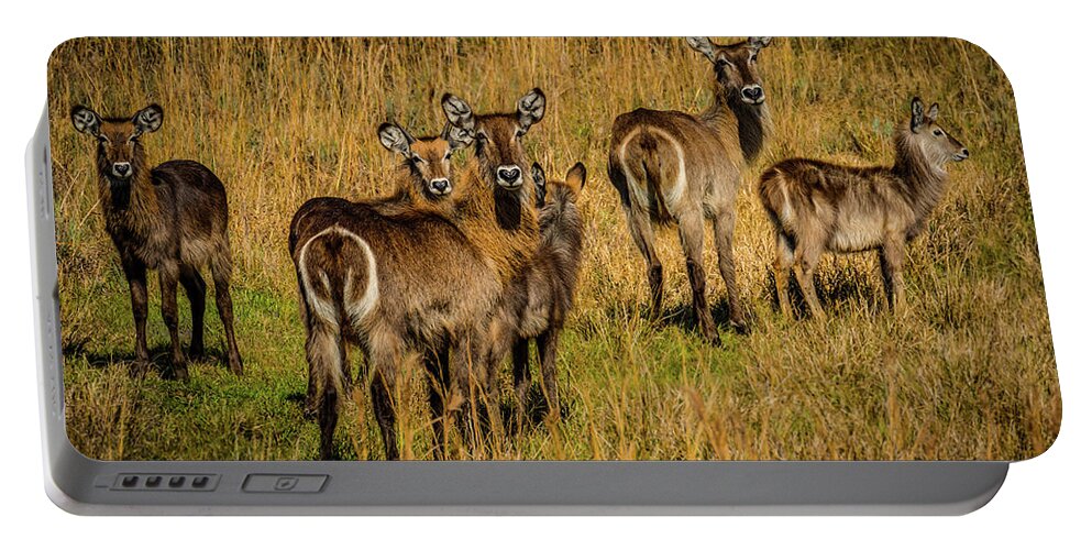 Okeechobee Portable Battery Charger featuring the photograph Waterbuck Group by Richard Goldman