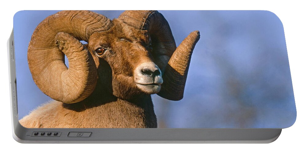 Mark Miller Photos Portable Battery Charger featuring the photograph Waterton Canyon Ram by Mark Miller