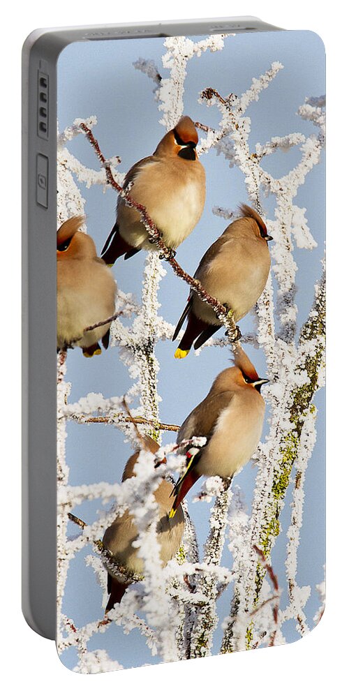 Waxwings Portable Battery Charger featuring the photograph Waxwings and hoar frost by Bob Kemp