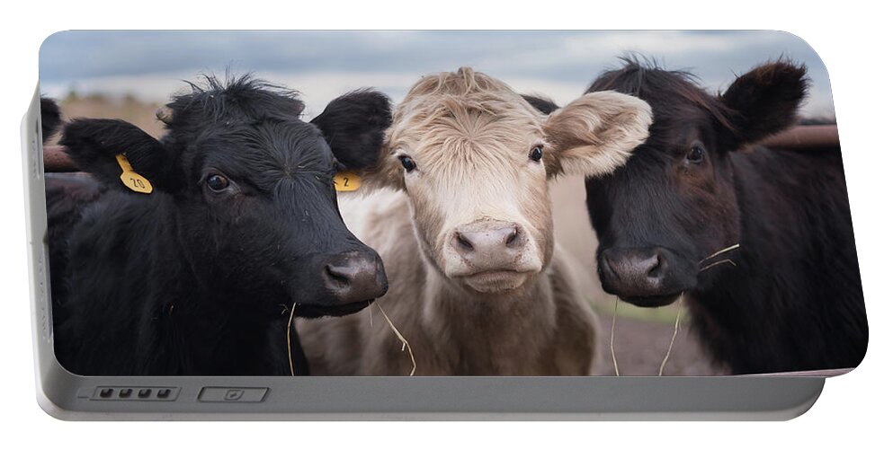 Cows Portable Battery Charger featuring the photograph We Three Cows by Holden The Moment
