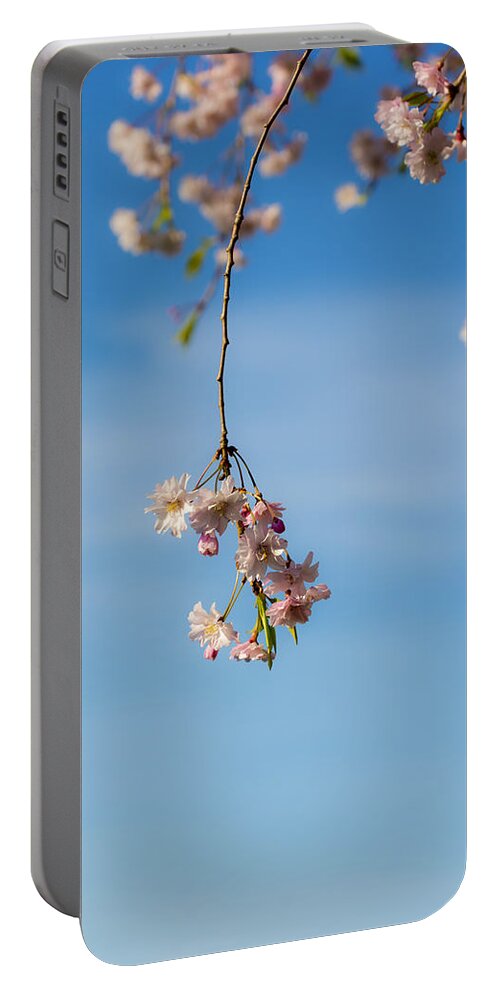 Weeping Cherry Tree Branch 3 Portable Battery Charger featuring the photograph Weeping Cherry Tree Branch 3 by Tracy Winter