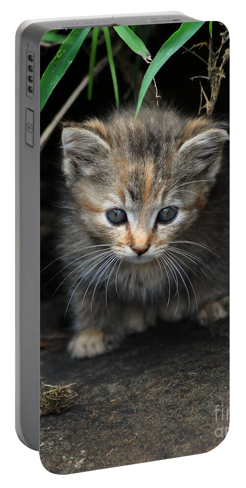 Kitten Portable Battery Charger featuring the photograph Welcome to the Jungle by Eric Liller
