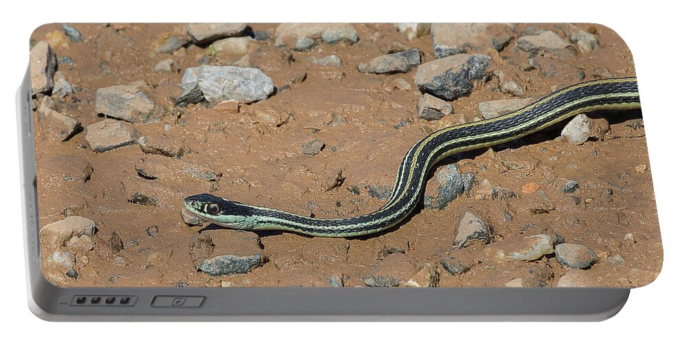 Ronnie Maum Portable Battery Charger featuring the photograph Western Ribbon Snake by Ronnie Maum