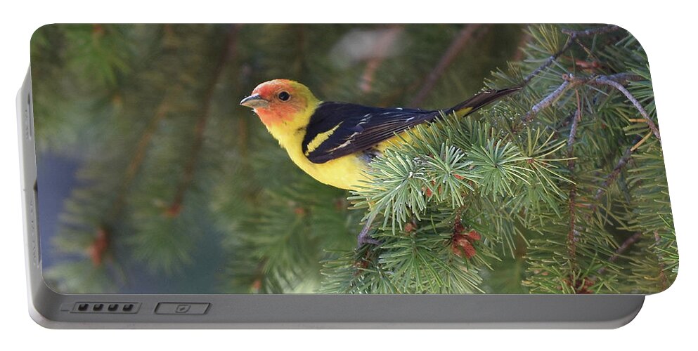  Portable Battery Charger featuring the photograph Western Tanager by Ben Foster