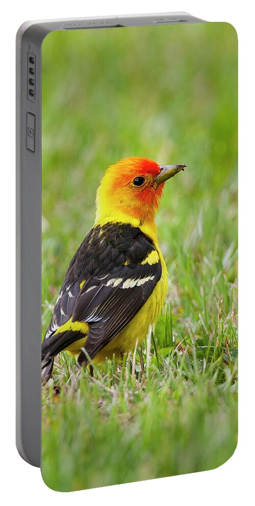 Mark Miller Photos Portable Battery Charger featuring the photograph Western Tanager by Mark Miller