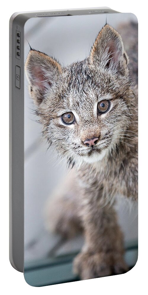 Lynx Portable Battery Charger featuring the photograph What ARE You by Tim Newton