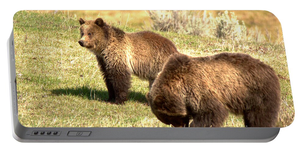 Grizzly Bears Portable Battery Charger featuring the photograph What Did Junior Do Now by Adam Jewell
