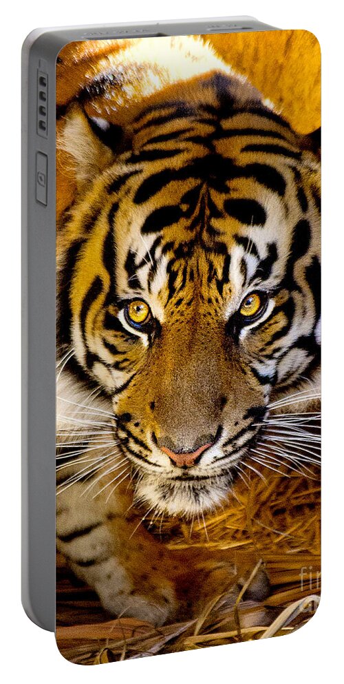 Sumatran Tiger Portable Battery Charger featuring the photograph Whats For Dinner by Jerry Cowart