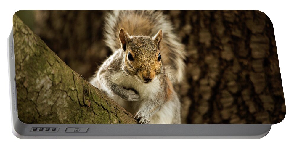 Animal Portable Battery Charger featuring the photograph What's Up? by Bob Cournoyer