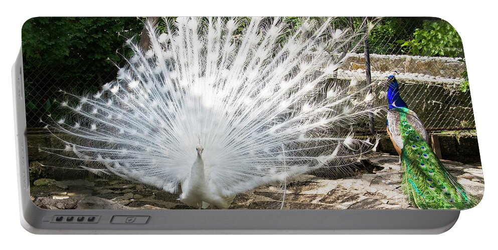 White Portable Battery Charger featuring the photograph White and Indian peafowls - Pavo cristatus by Irina Afonskaya
