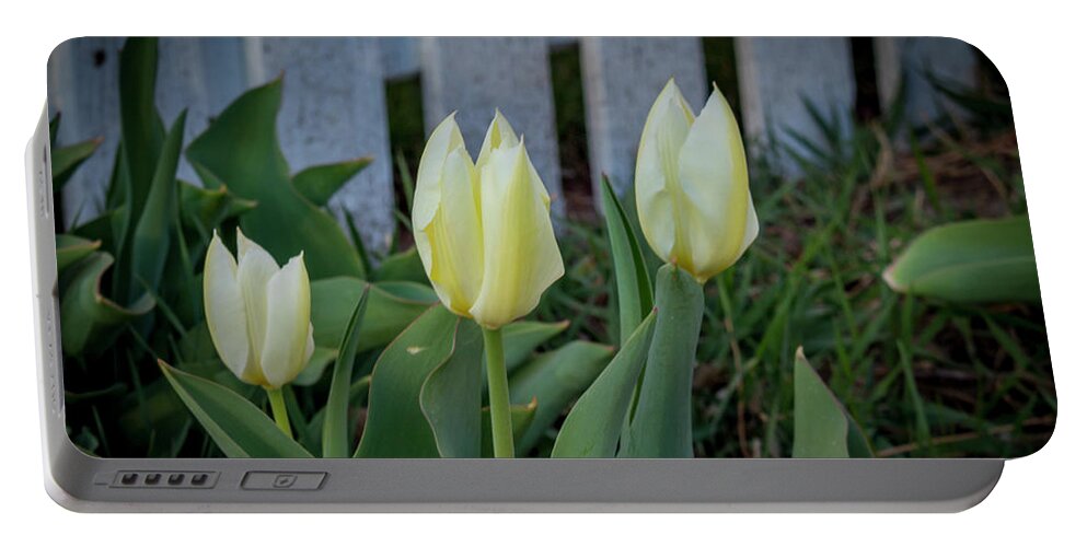 Yellow Portable Battery Charger featuring the photograph White and Yellow Tulips by K Bradley Washburn