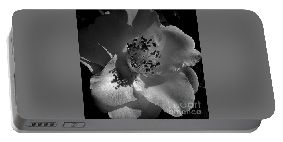 Pictures Of Flowers Portable Battery Charger featuring the photograph White Camellia by Skip Willits