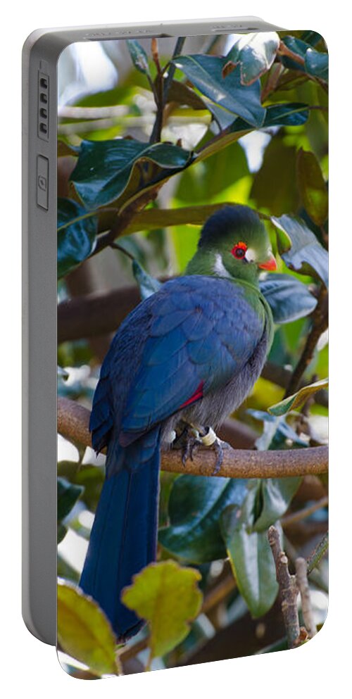 Bird Portable Battery Charger featuring the photograph White-Cheeked Turaco by Donna Brown