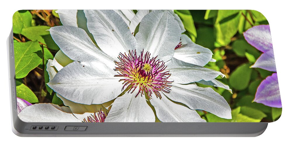 White Clematis Yellow And Purple Throat Portable Battery Charger featuring the photograph White Clematis Yellow and purple throat by David Frederick