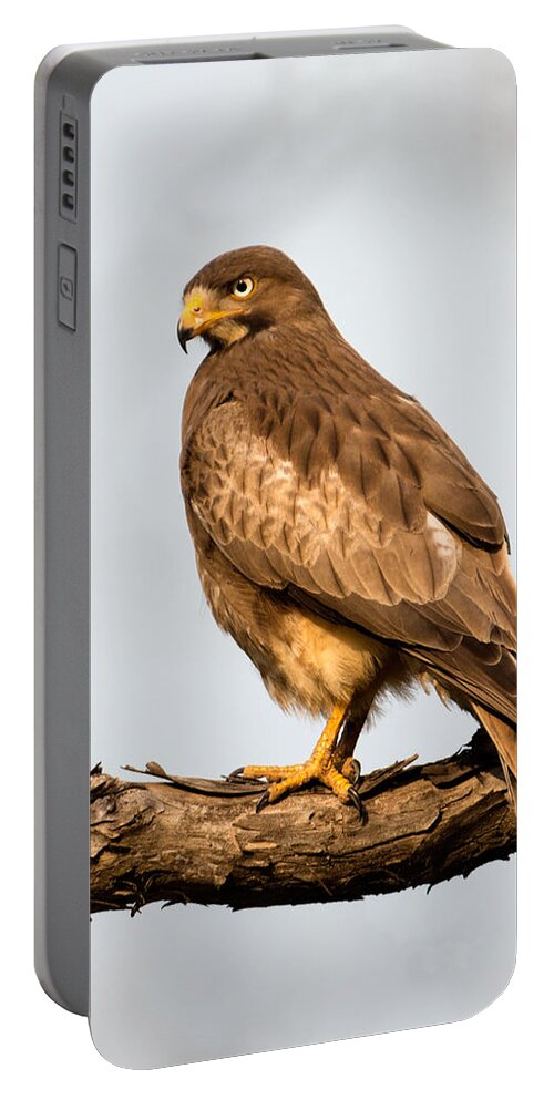 Photography Portable Battery Charger featuring the photograph White-eyed Buzzard Butastur Teesa by Panoramic Images