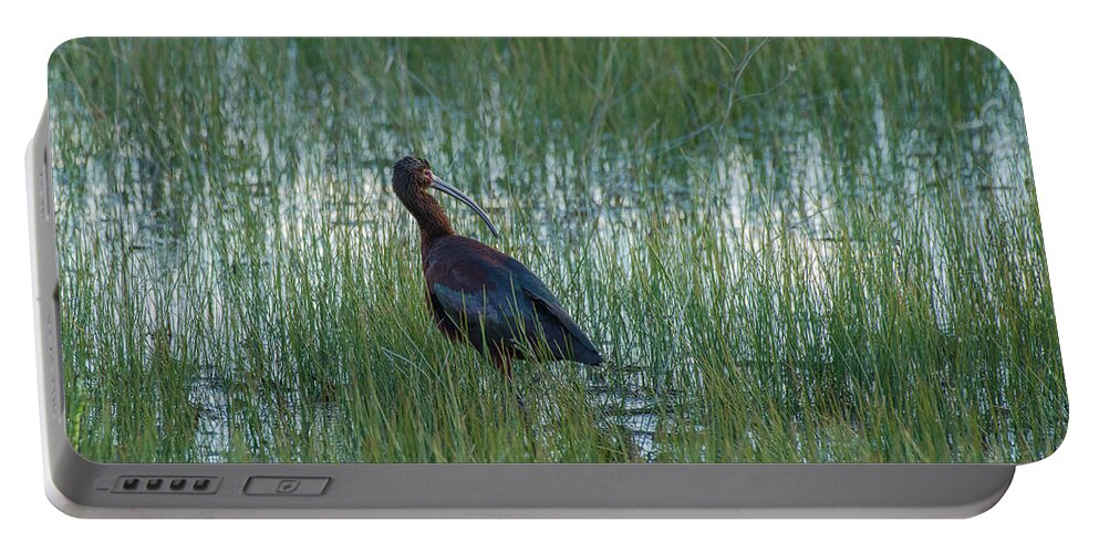 White-faced Ibis Portable Battery Charger featuring the photograph White-Faced Ibis In Idaho by Yeates Photography