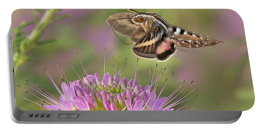 Moth Portable Battery Charger featuring the photograph White Lined Sphinx Moth by Dennis Hammer