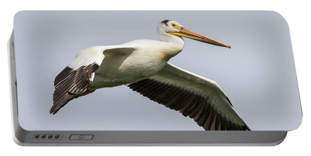 American White Pelican Portable Battery Charger featuring the photograph White Pelican 2016-1 by Thomas Young