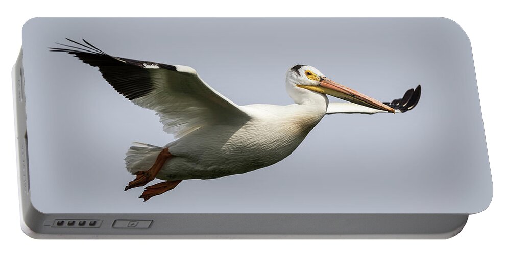 American White Pelican Portable Battery Charger featuring the photograph White Pelican 2016-2 by Thomas Young