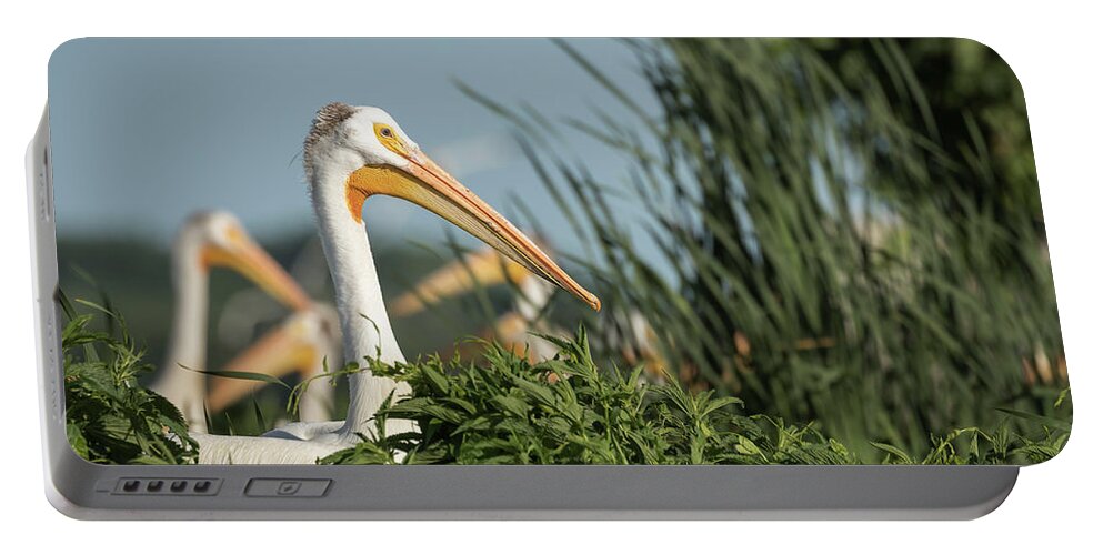 American White Pelicans Portable Battery Charger featuring the photograph White Pelican 7-2015 by Thomas Young