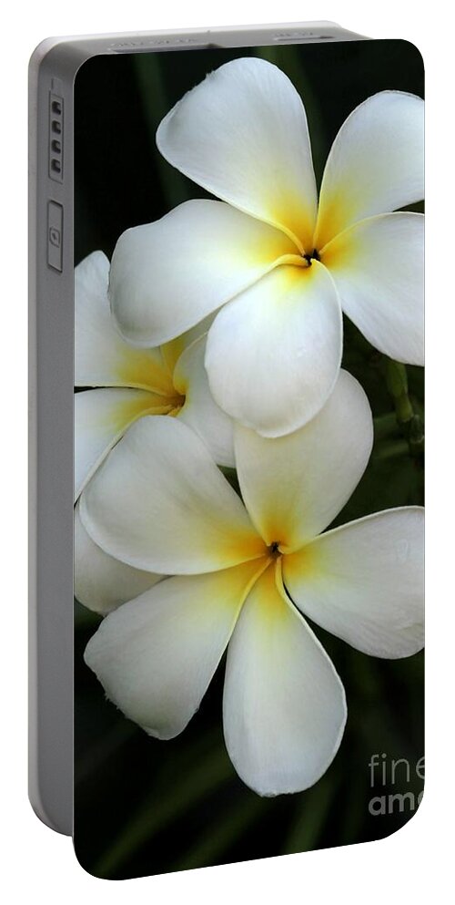 Plumeria Portable Battery Charger featuring the photograph White Plumeria by Sabrina L Ryan