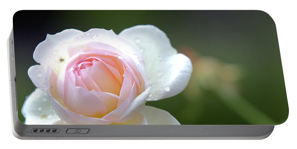 Rose Portable Battery Charger featuring the photograph White rose by Agnes Caruso