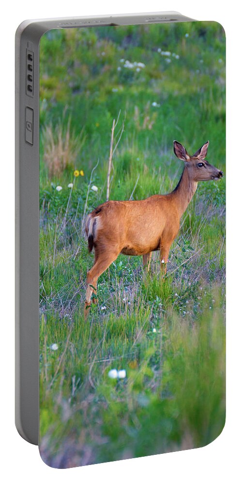 Colorado Portable Battery Charger featuring the photograph White-Tail deer in grasses by John De Bord