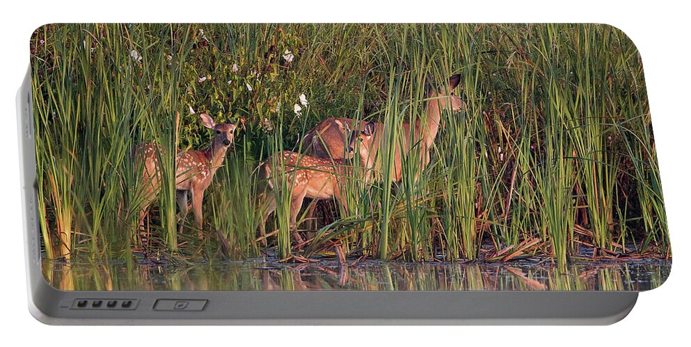 Ronnie Maum Portable Battery Charger featuring the photograph White-tailed Deer Family by Ronnie Maum