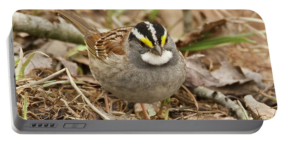 Bird Portable Battery Charger featuring the photograph White-throated Sparrow 3454 by Michael Peychich