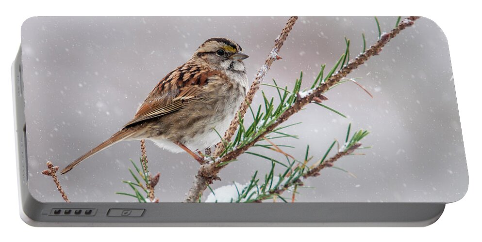 Bird Portable Battery Charger featuring the photograph White Throated Sparrow by Cathy Kovarik