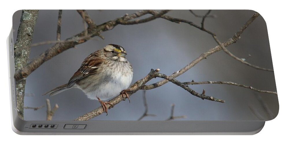 Bird Portable Battery Charger featuring the photograph White-Throated Sparrow by Living Color Photography Lorraine Lynch
