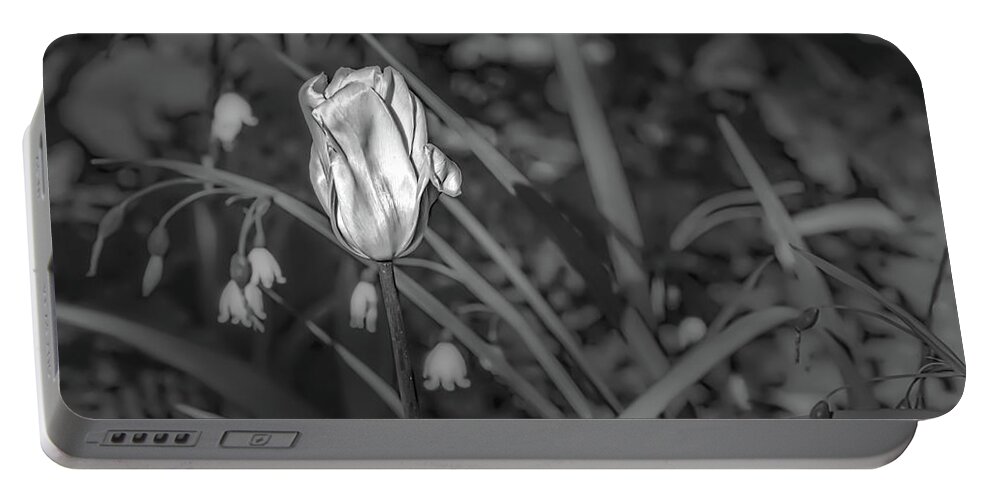 Black And White Portable Battery Charger featuring the photograph White tulip June 2016 BW. by Leif Sohlman