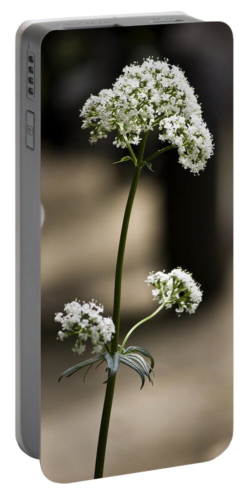 Valerian Portable Battery Charger featuring the photograph White Valerian by Teresa Mucha